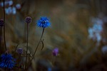 bluets, wigs malvaceae, plant