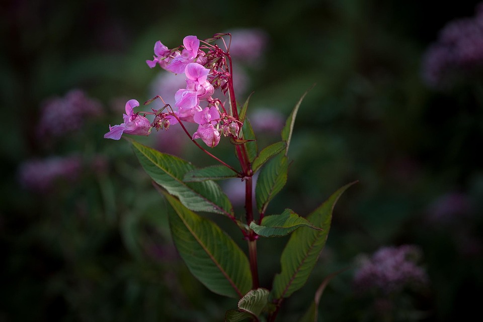 Balsam Balsaminengewaechs Free photo on Pixabay