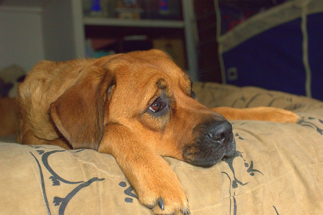 Hond, Dier, Zoogdier, Hoektand