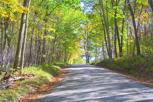 Val, Weg, Bomen, Landweg, Herfst, Land