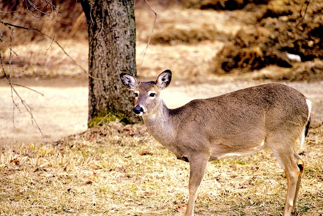 Hert, Dier, Zoogdier, Dieren In Het Wild