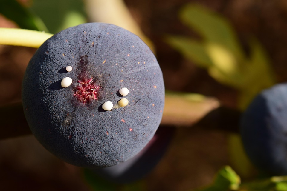Fig Blue Ripe Free photo on Pixabay Pixabay