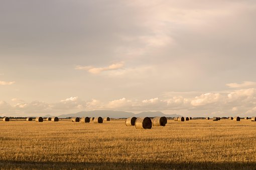 Free Hay Bales photo and picture
