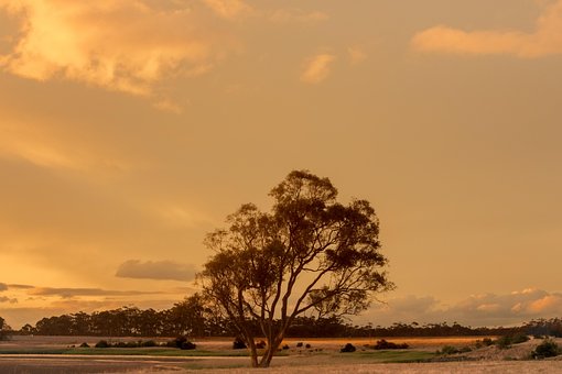 Free Sunset Tree photo and picture