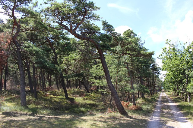 Free Forest Dryness photo and picture