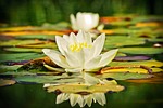 water lily, nuphar lutea, aquatic plant