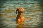 dog, weimaraner, animal