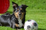 dog, border collie, mobility