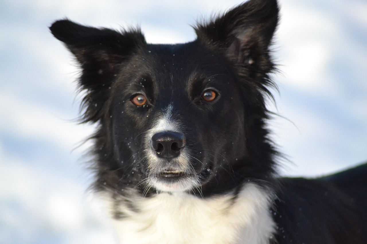 Dog Border Collie Winter Free photo on Pixabay Pixabay
