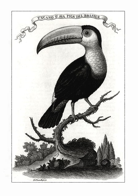 Free Toucan Bird illustration and picture