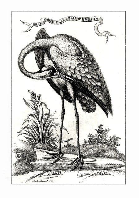 Free Sandhill Crane Bird illustration and picture