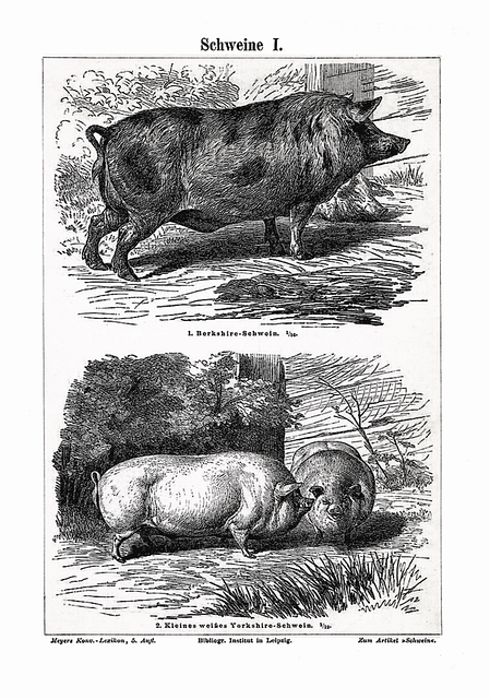 Free Pig Swine illustration and picture