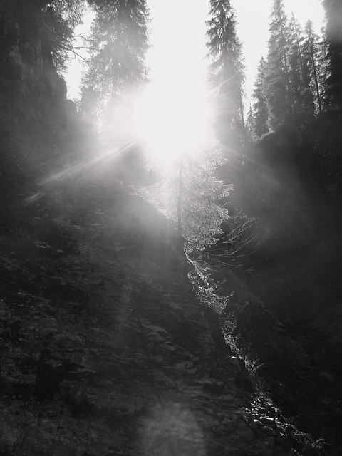 Licht, Kiefer, Wald, Natur