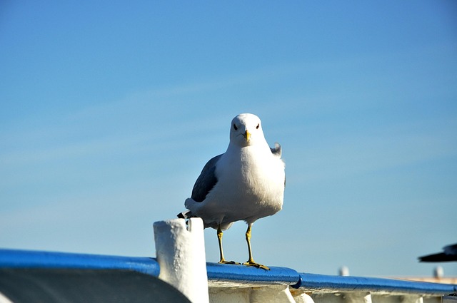 Free Seagull Blue-Sky photo and picture