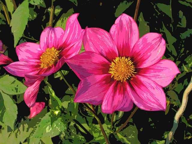 Free dahlia orange red illustration
