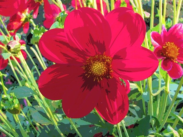 Dahlia Orange Red - Free image on Pixabay