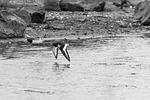 oyster catcher, black and white, bird