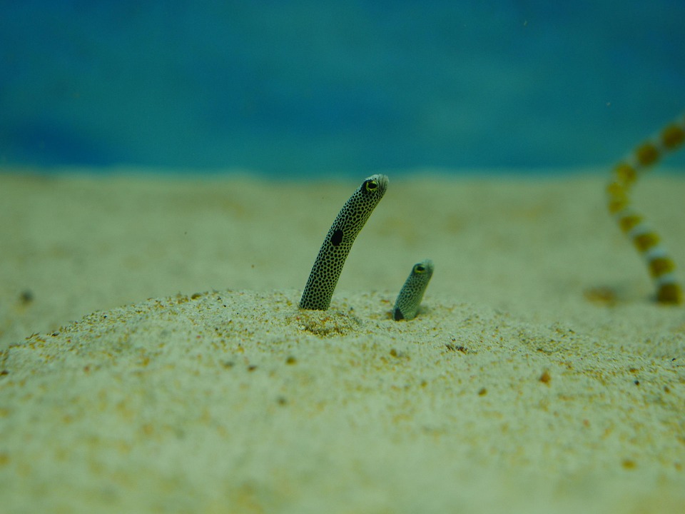Spotted Garden Eel Undersea Free Photo On Pixabay