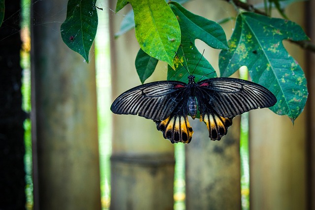 Free Butterfly Animal photo and picture