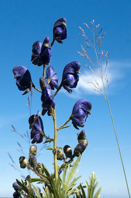 Free Flower Sky photo and picture
