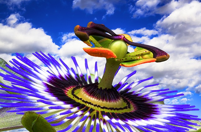 Free passion flower blossom bloom illustration