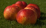 fruit, fishing, peach apricot
