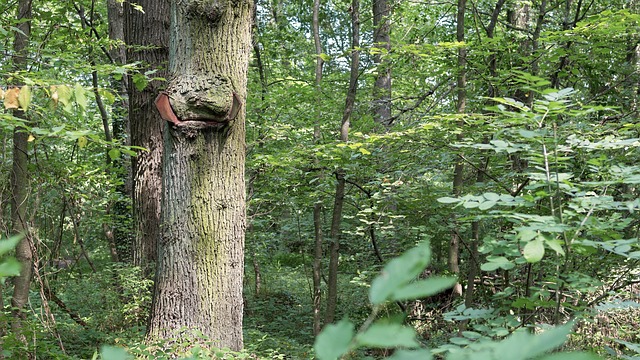 Baum, Wald, Alter Baum, Natur, Laubwald