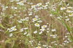 flowers, chamomile, flower