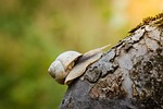 snail, creeps, closeup
