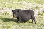 potbellied pigs, pig, black