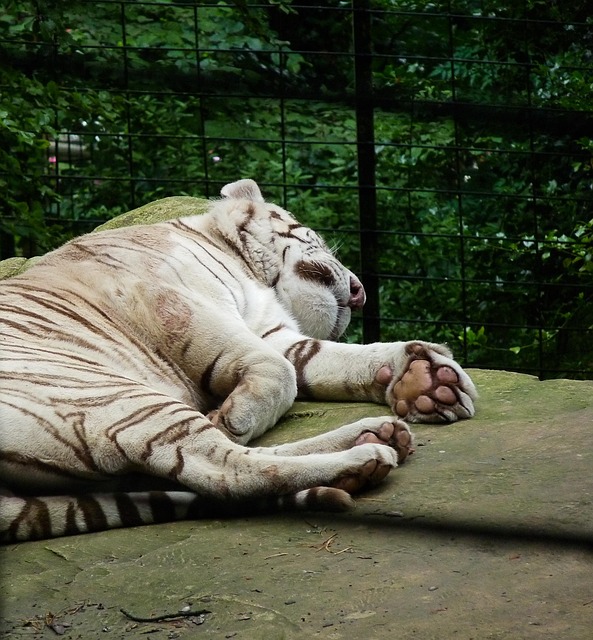 Free White Tiger Feline photo and picture