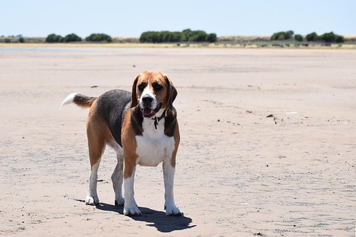 Free Beagle Dog photo and picture