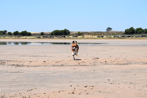 Free Beagle Dog photo and picture