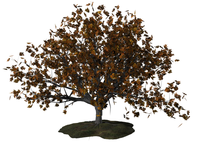 Free tree fall tree in autumn illustration