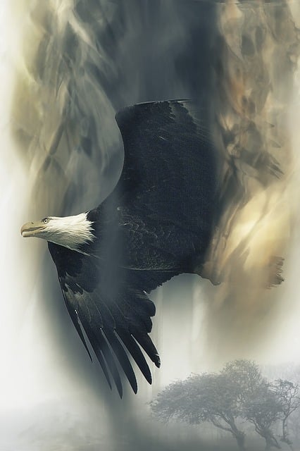 Free bald eagle soaring bird illustration