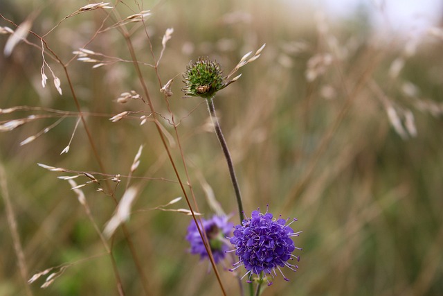 Free Flower Purple photo and picture