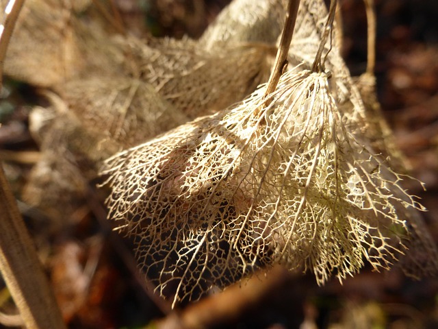 Free Hydrangea Autumn photo and picture
