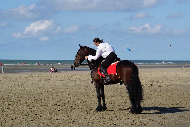 Rytter, Belgiske Ryttere, Hesteshow