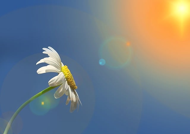 Free marguerite nature leucanthemum illustration