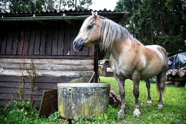 Free Horse Animal photo and picture