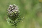 wild carrot, plant, grassland plants
