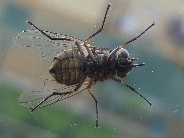Free Insect Fly photo and picture