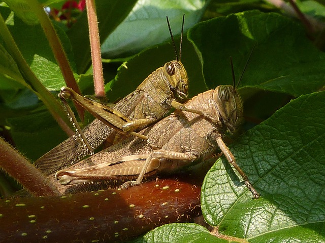 Free Coupling Grasshoppers photo and picture