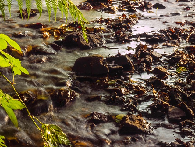 Free Bach Nature photo and picture