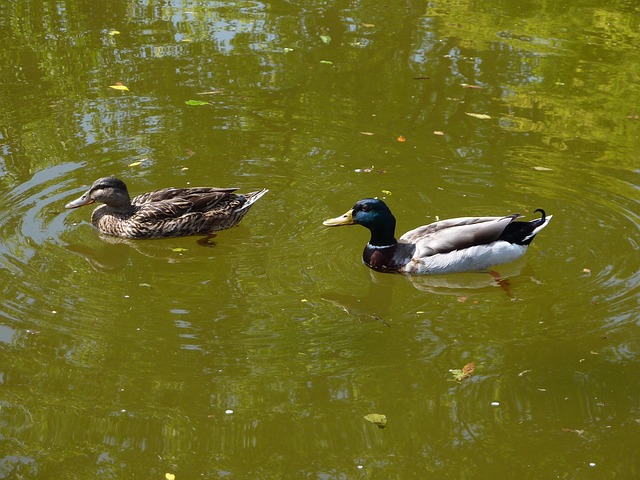 Free Mallards Nature photo and picture