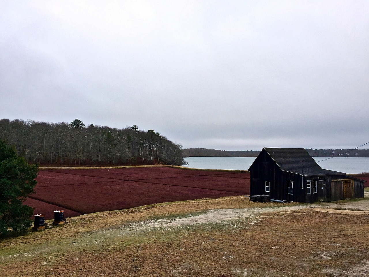 Cape Cod Cranberry Bog Old Free photo on Pixabay Pixabay