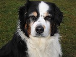 dog, australia shepard, black white brown