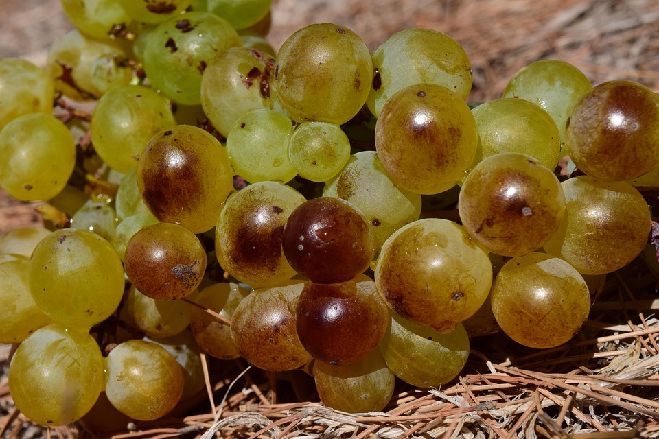 Grape Ripeness Grapes Ripe - Free photo on Pixabay - Pixabay