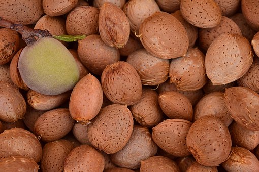 40+ Free Almond Shell & Almonds Images - Pixabay