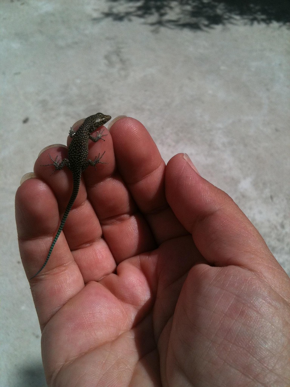 Lizard Hand Reptile Free photo on Pixabay